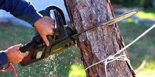 Best Tree and Shrub Care  in Sebewaing, MI