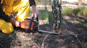 Best Root Management and Removal  in Sebewaing, MI