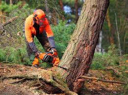 Best Fruit Tree Pruning  in Sebewaing, MI