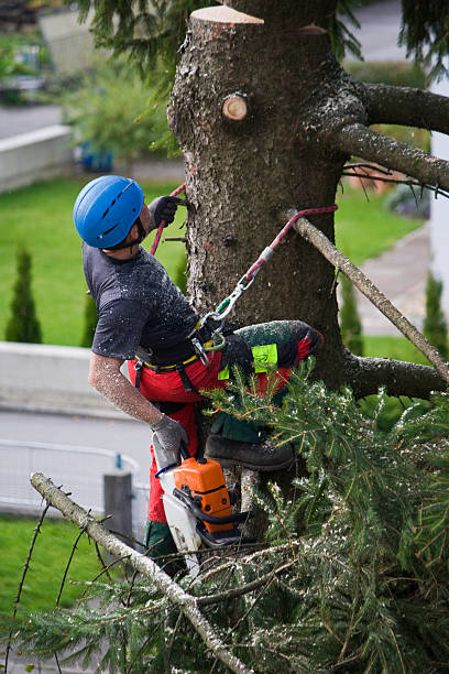 Best Stump Grinding and Removal  in Sebewaing, MI