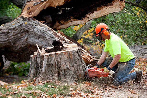 Best Tree Cabling and Bracing  in Sebewaing, MI