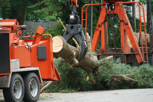 Why Choose Our Tree Removal Services in Sebewaing, MI?