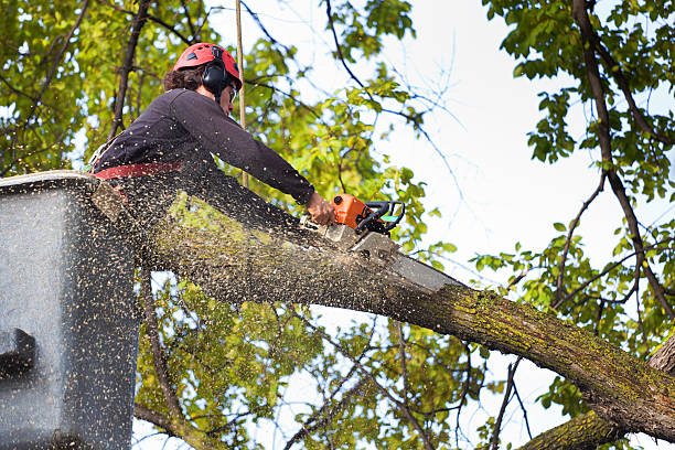 Best Leaf Removal  in Sebewaing, MI