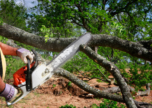 Professional  Tree Services in Sebewaing, MI