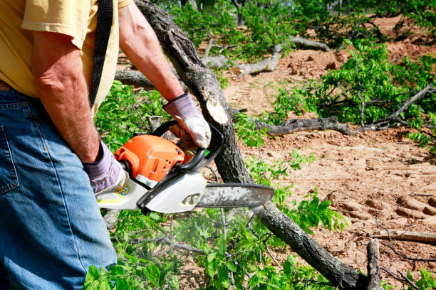 Best Tree Maintenance Programs  in Sebewaing, MI